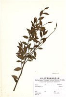 藏品(米碎柃木)的圖片